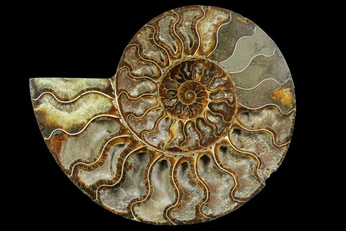 Cut & Polished Ammonite Fossil (Half) - Crystal Lined Pockets #149611